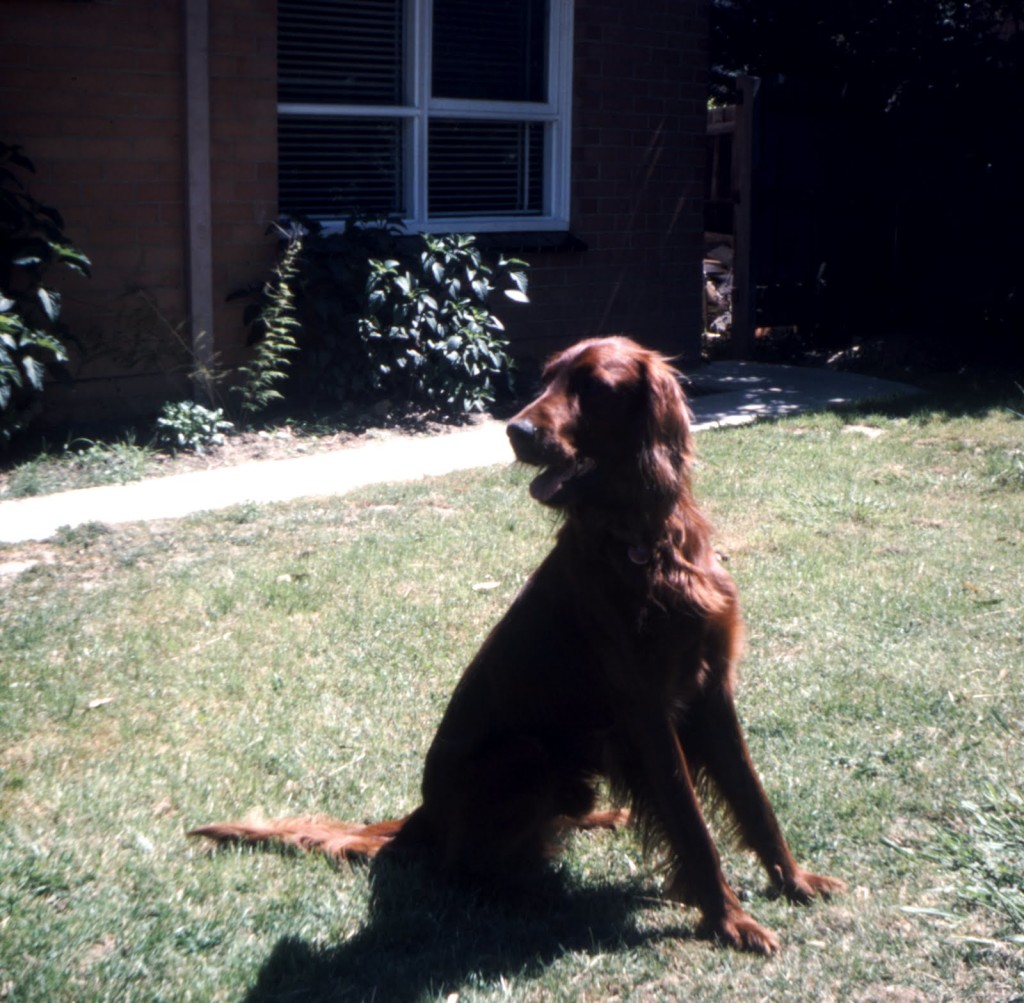 Dog Barking Solutions