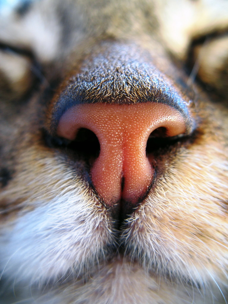 feline automobile accidents