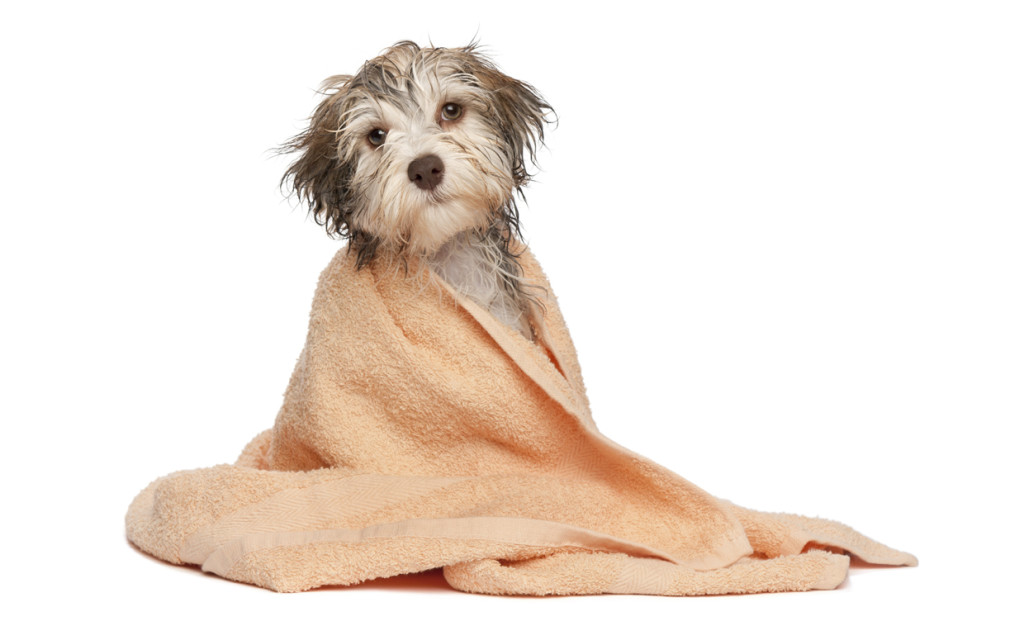 Dog Grooming