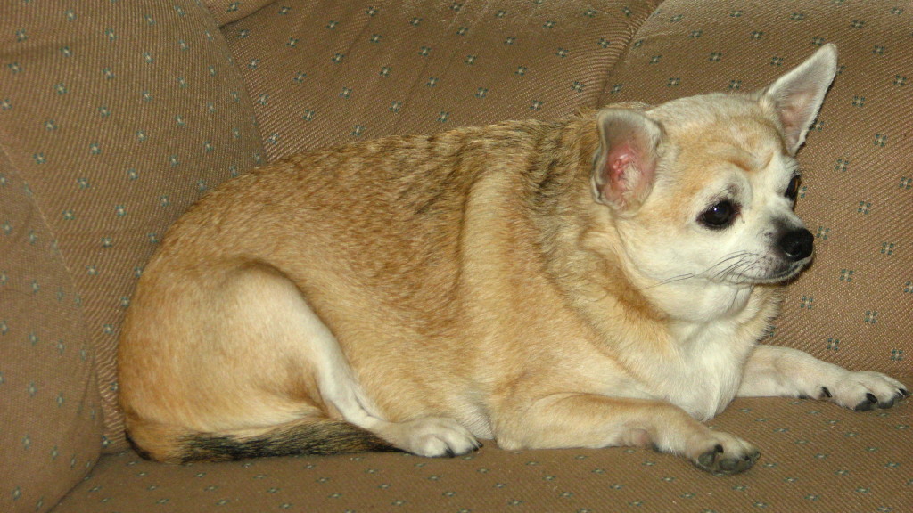 Dog Obesity