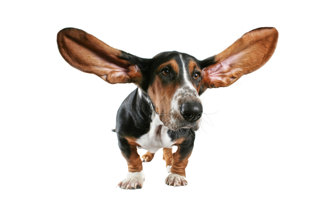 Dog ear Problems