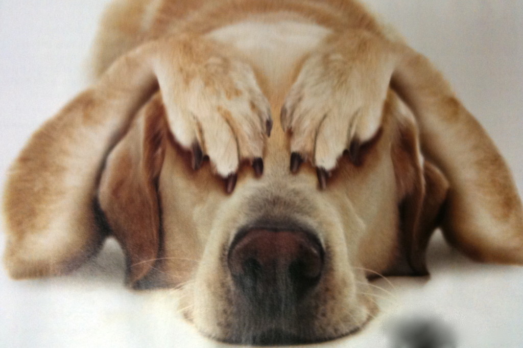 Canine Obesity