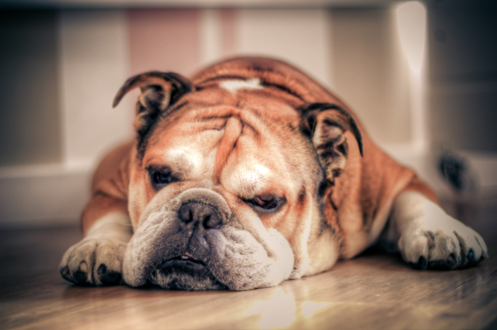 Canine Epilepsy
