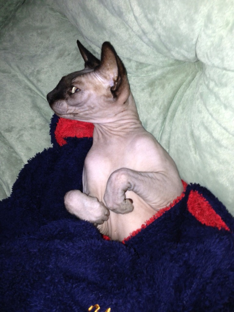 Cat Skin