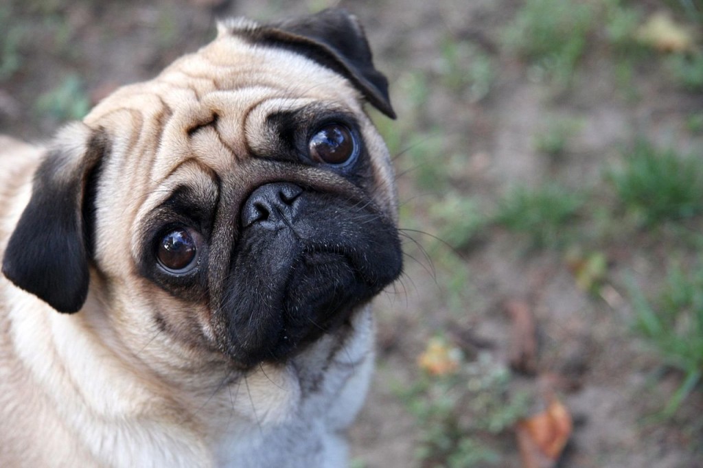 Kennel Cough