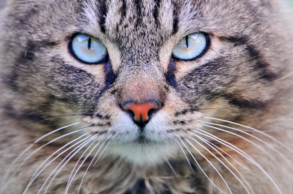 Cat Territory Marking