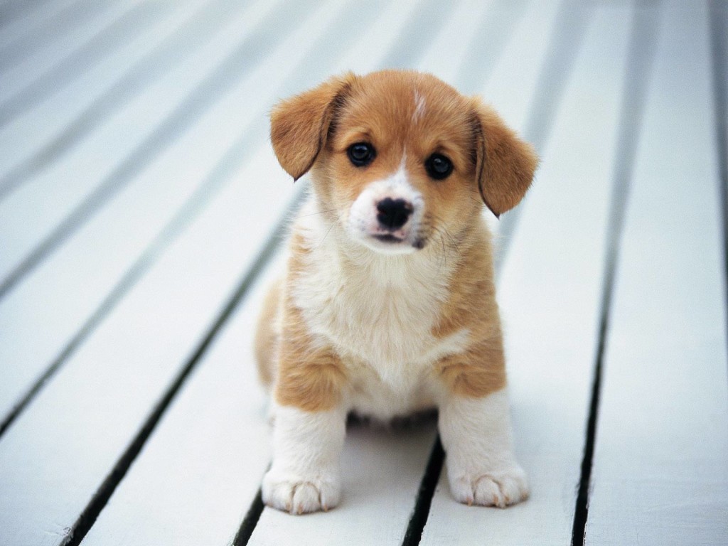 canine mange