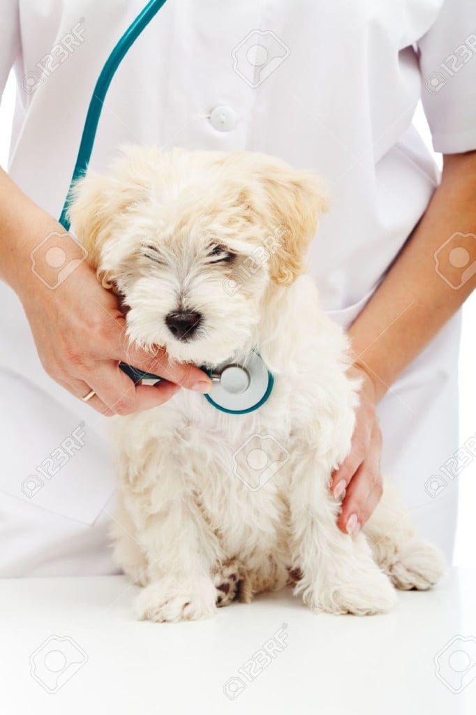 Canine Distemper