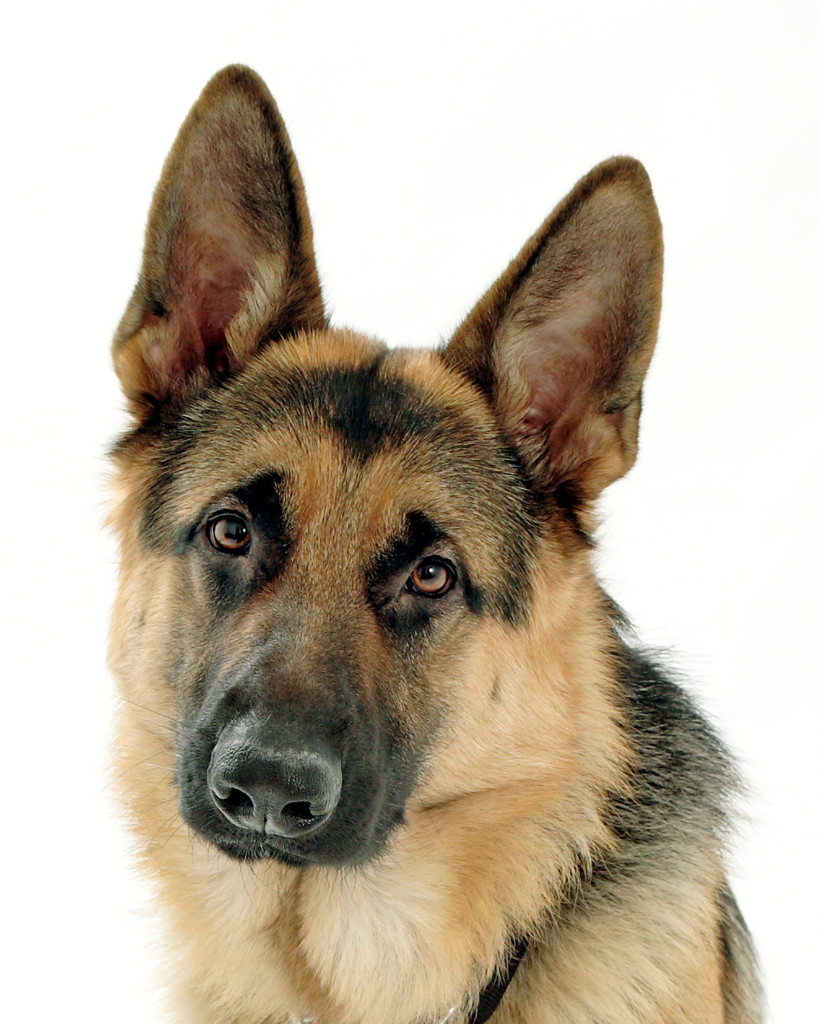 Dog's Head