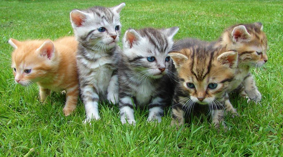 orphaned kittens
