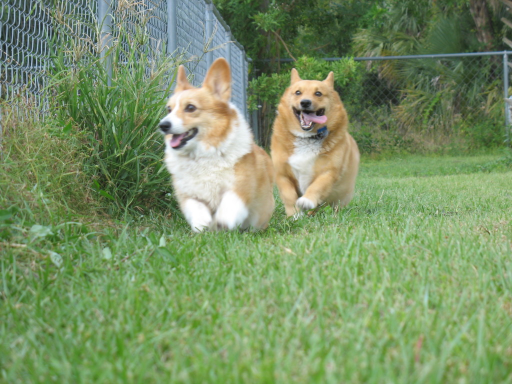 Rabies