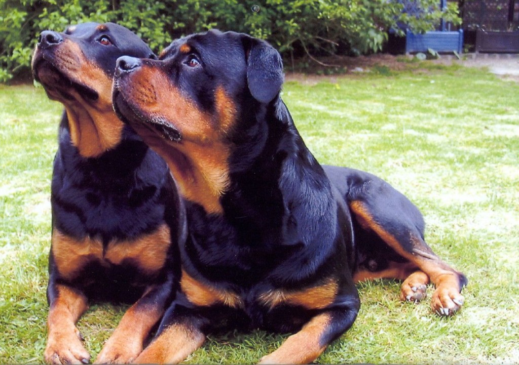 Ever wanted an exact copy of your favorite pet? Well, now it's possible – but is it smart? Most pet owners have suffered the loss of a very dear and special pet.