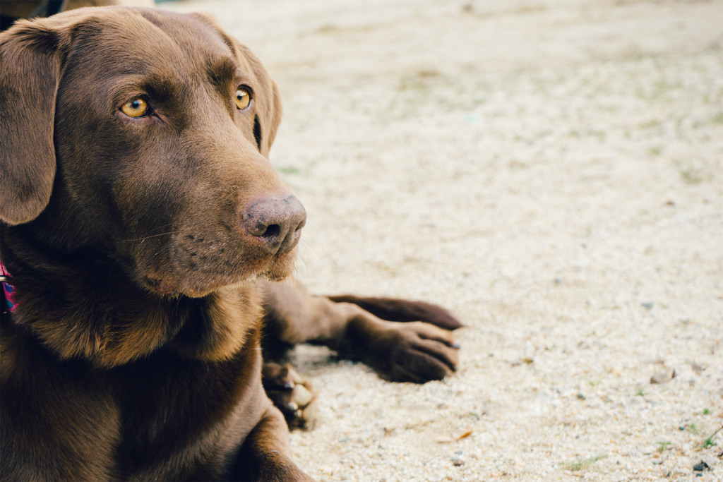 Canine Cancer
