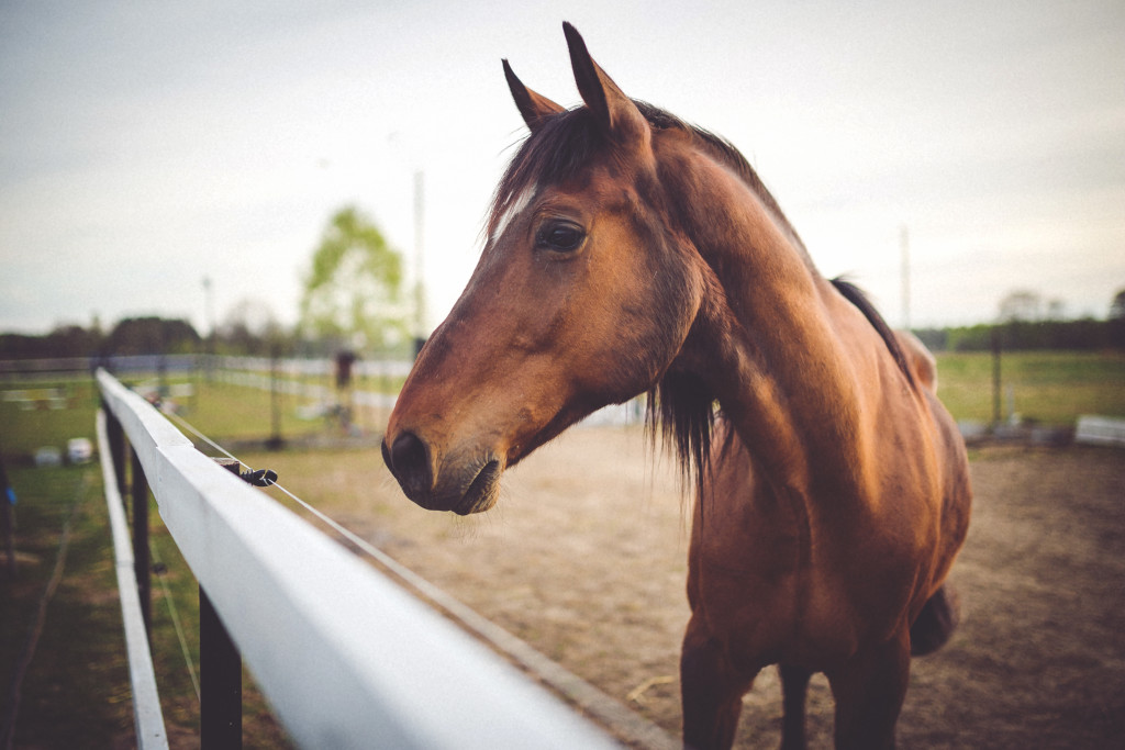 Equine
