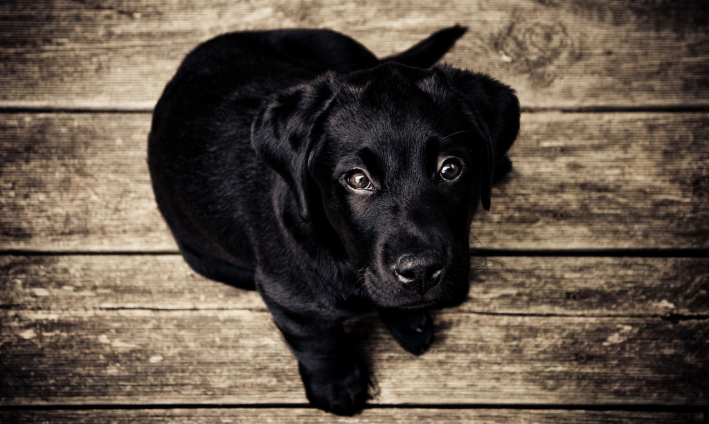 black fur