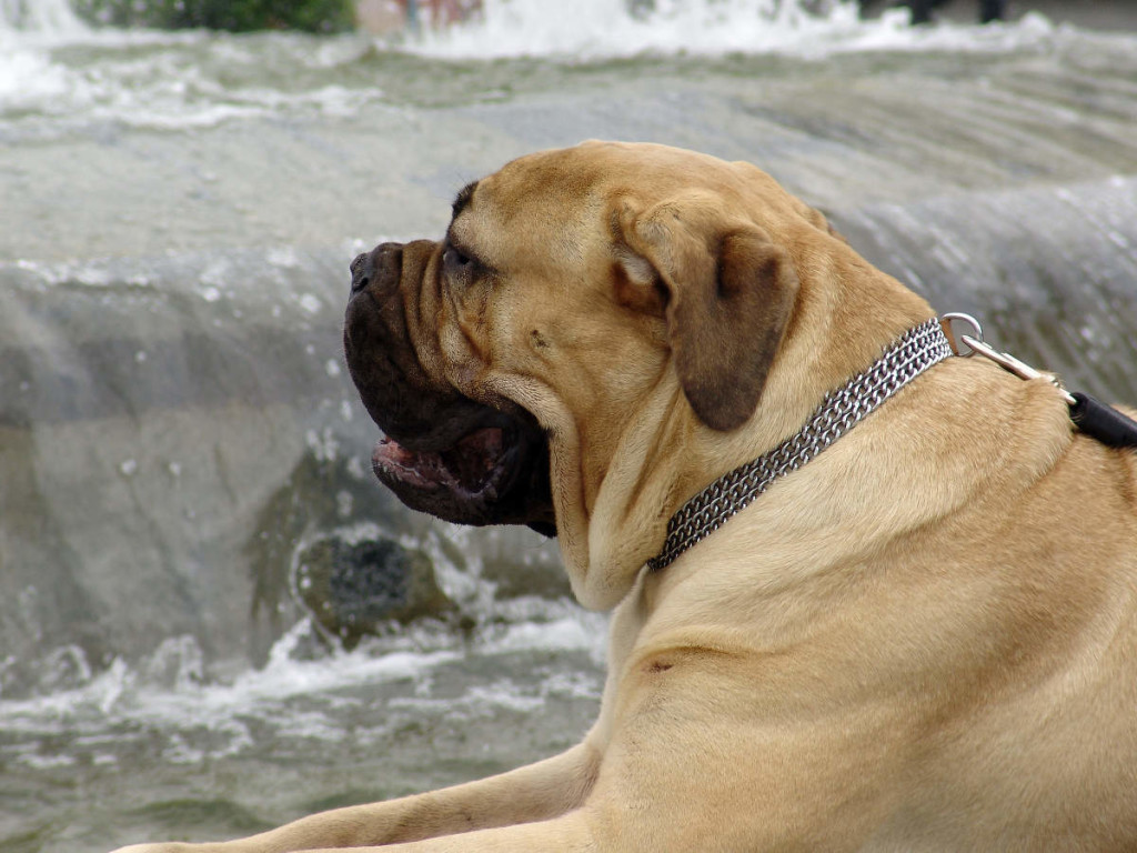 Cancer Offers New Hope for People & Pets