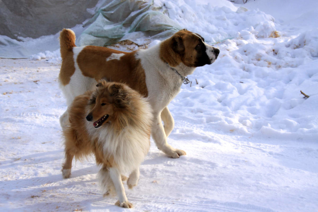 Dog Barks