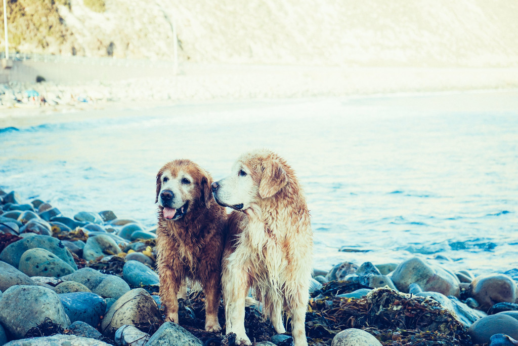 Dogs & Cats Harboring
