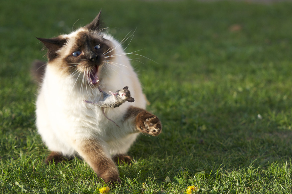 Cat Scratch Disease