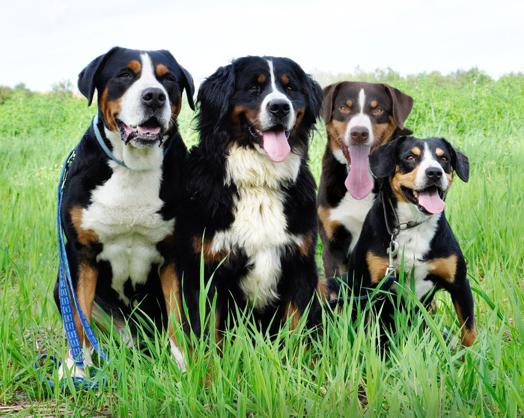 Humane Society