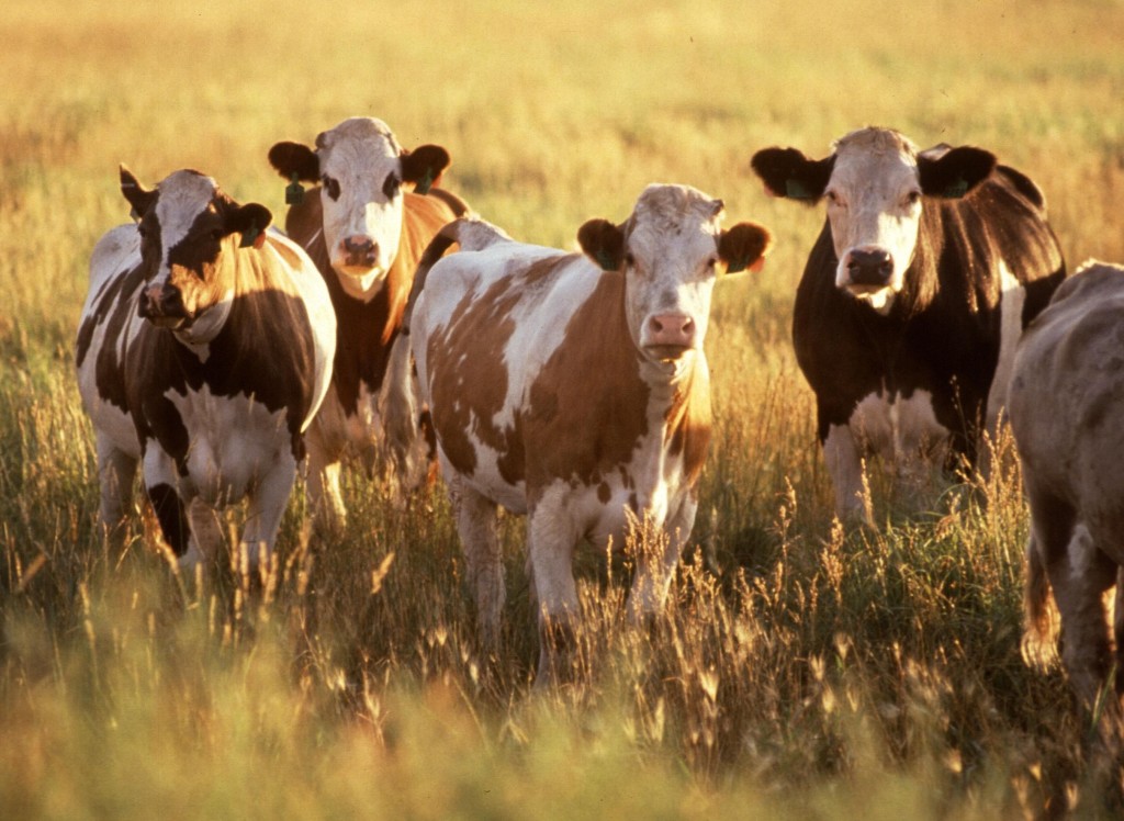 Massive Beef Recall