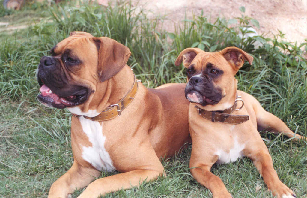 zoonotic disease