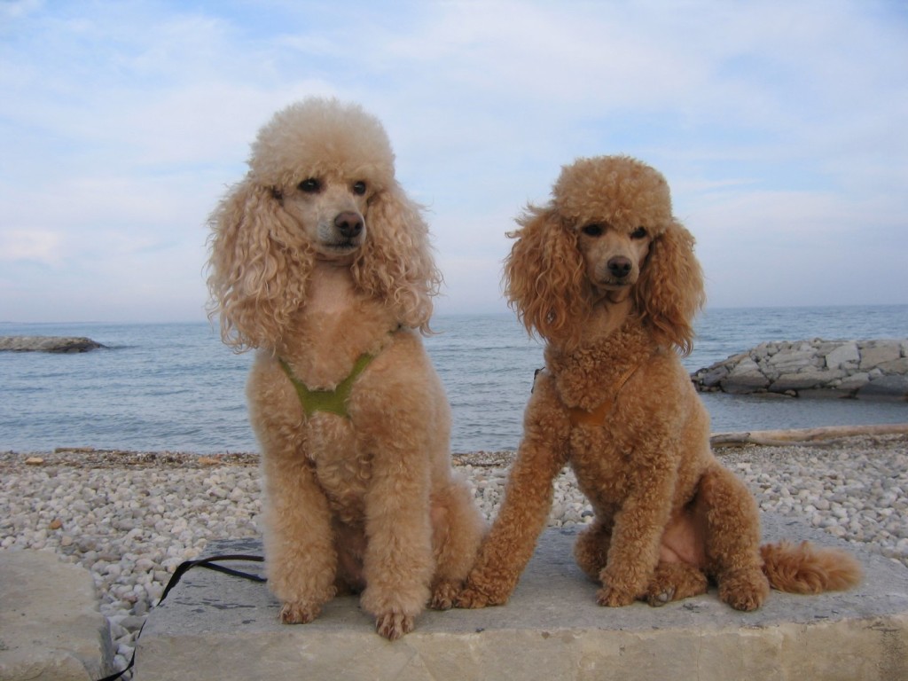 Apricot Poodle