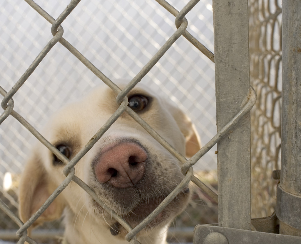 Cutting edge technology can help lessen discomfort, send pets home sooner. Fortunately; most of our pets will only undergo one surgery during their lifetimes.