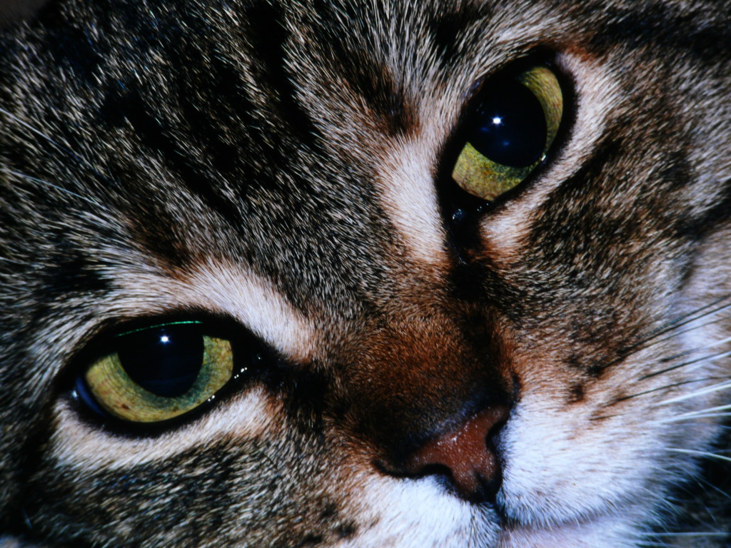 Natural Herbal Remedies for Fleas & Mosquitoes in Dogs & Cats