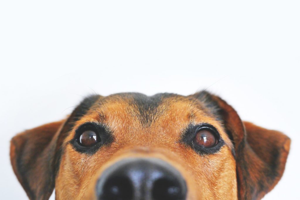 Peanut Sniffing Dog Saves Girls Life