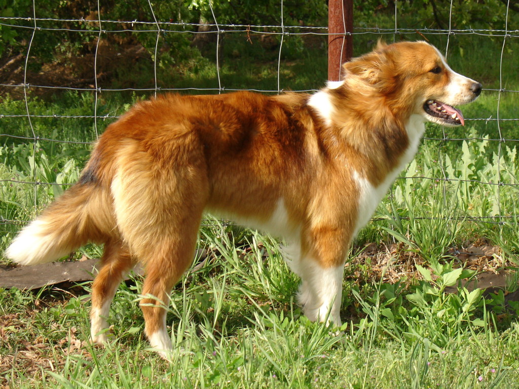 Vetsulin