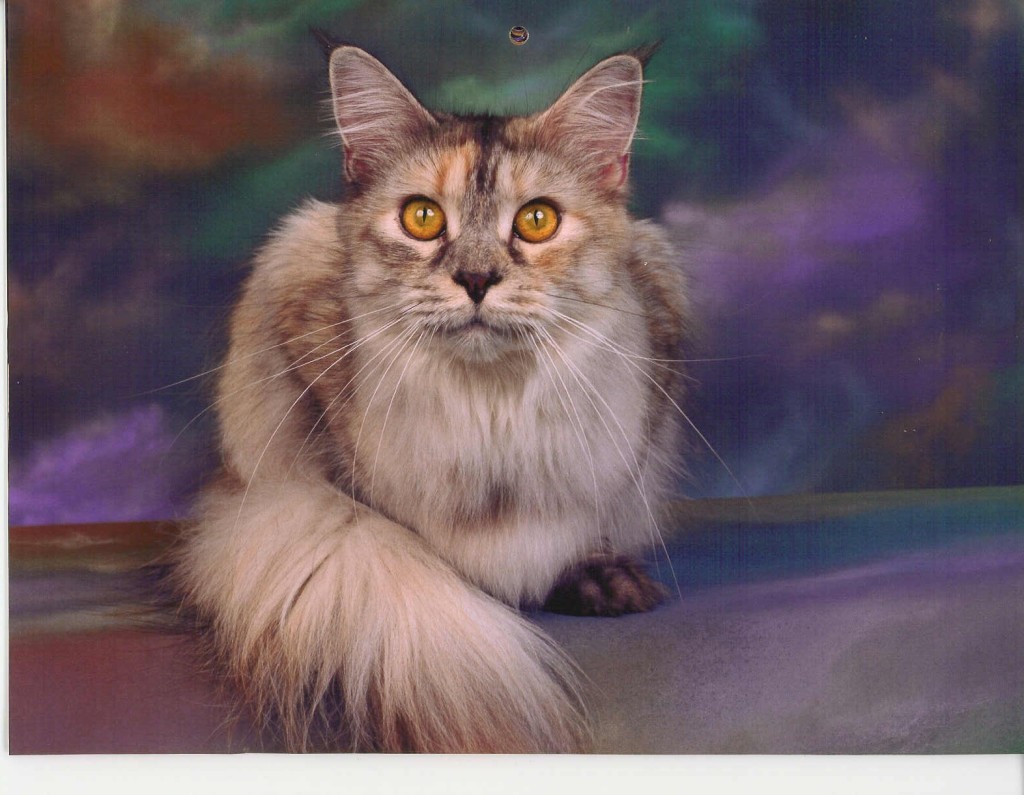 Samantha the Cat