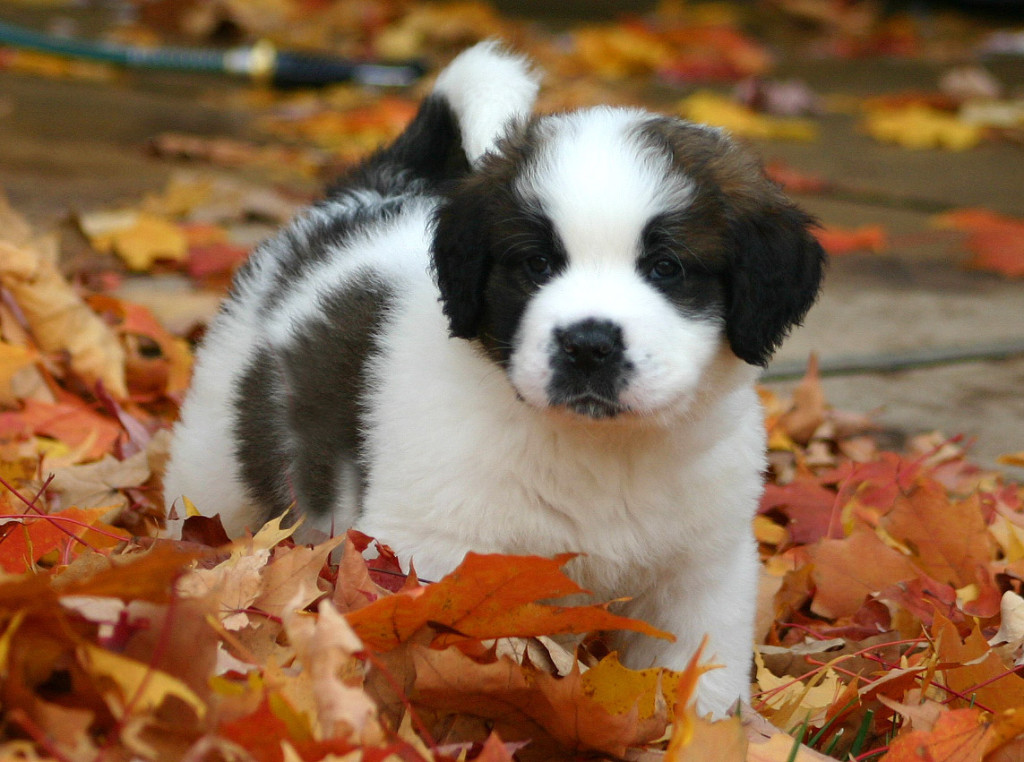 Puppy Proof