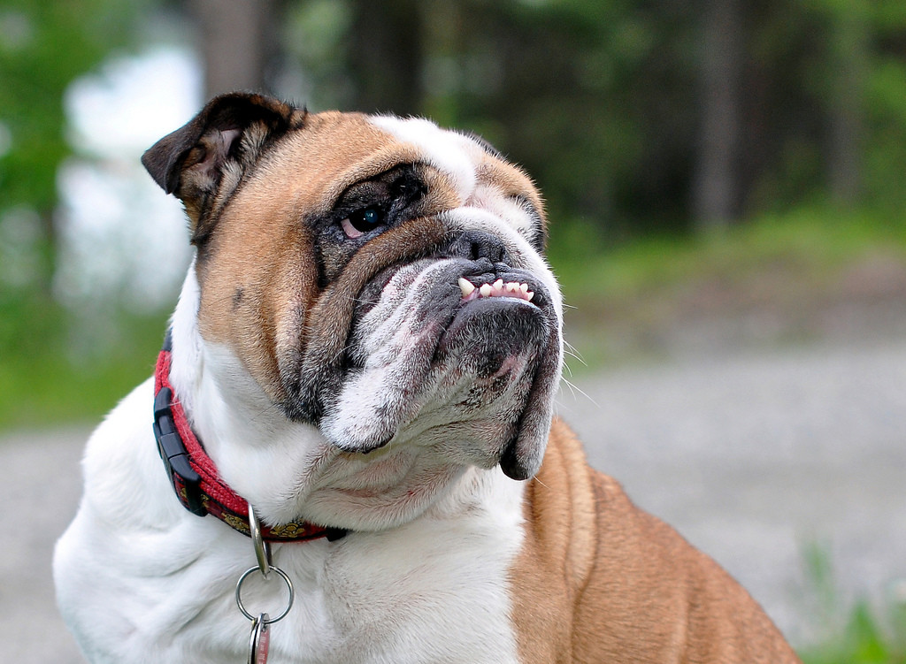 Herbal & Homeopathic Pet Allergy Remedies