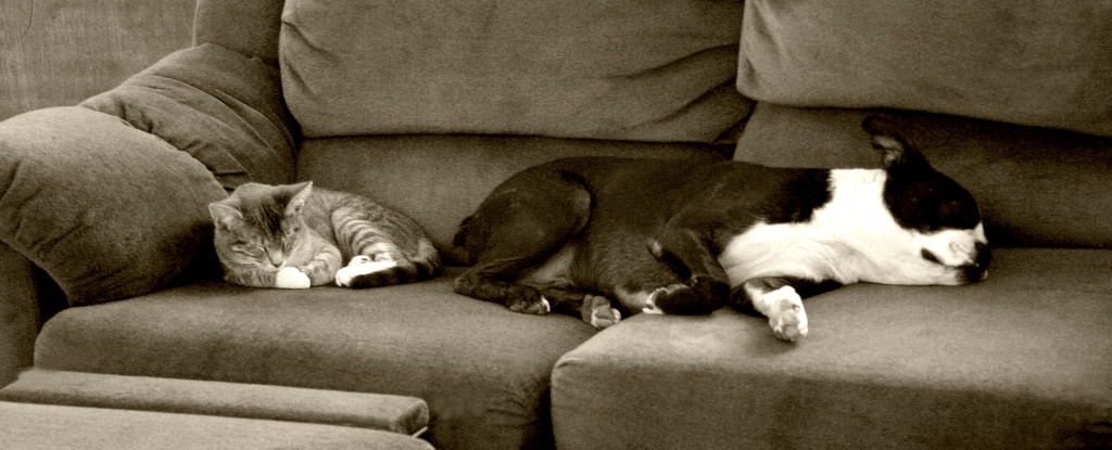 Pet Allergies in Dogs and Cats