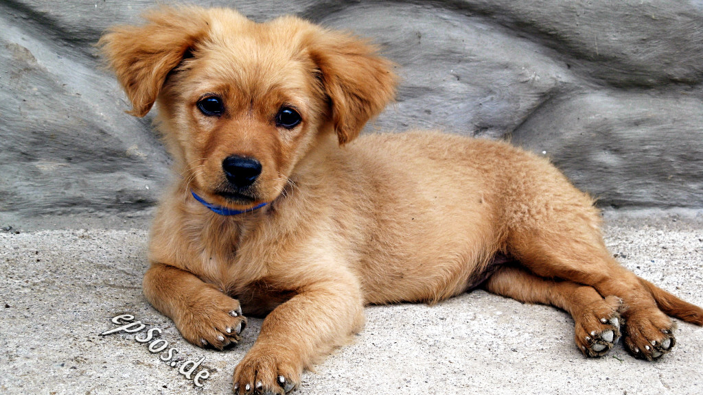 Pet Vaccines