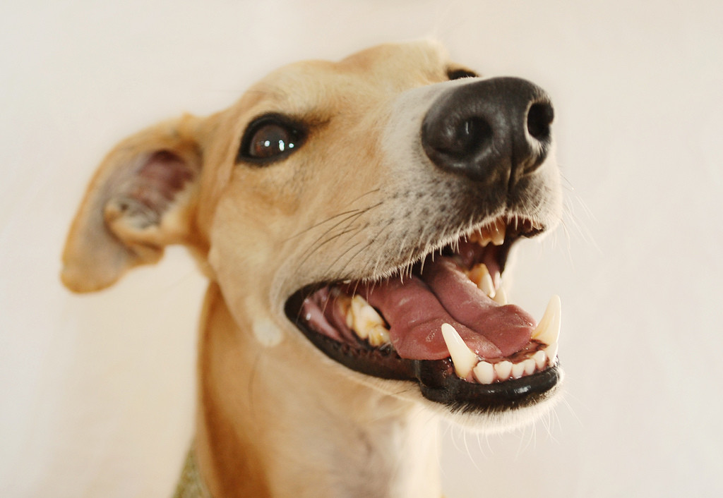 gum disease