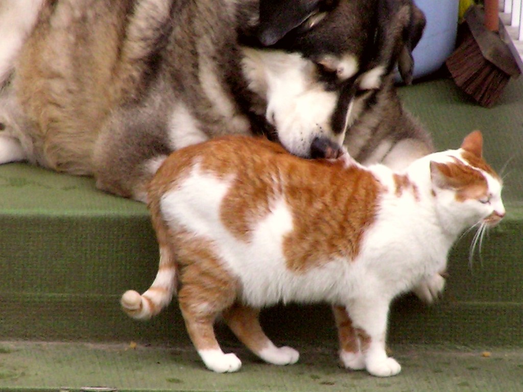 Anemia in Dogs and Cats. Like humans, dogs and cats can suffer from anemia, or a deficiency of red blood cells. Red blood cells carry oxygen to the body’s tissue. Anemia in dogs and cats is generally found after a routine blood test by the veterinarian.