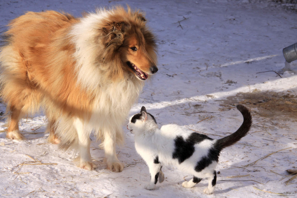 Getting Rid of Fleas