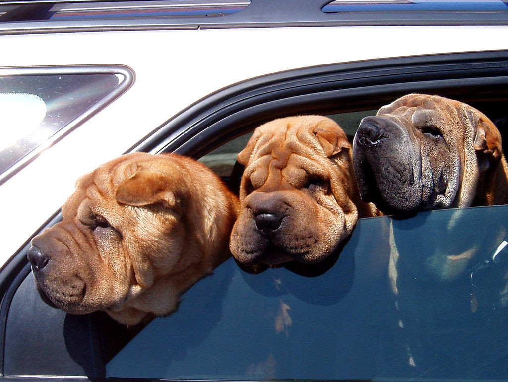 dog car sick
