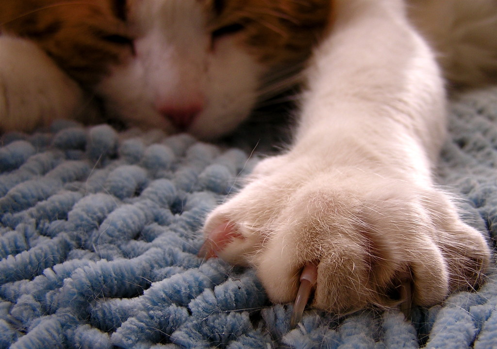 Pet Aging Process