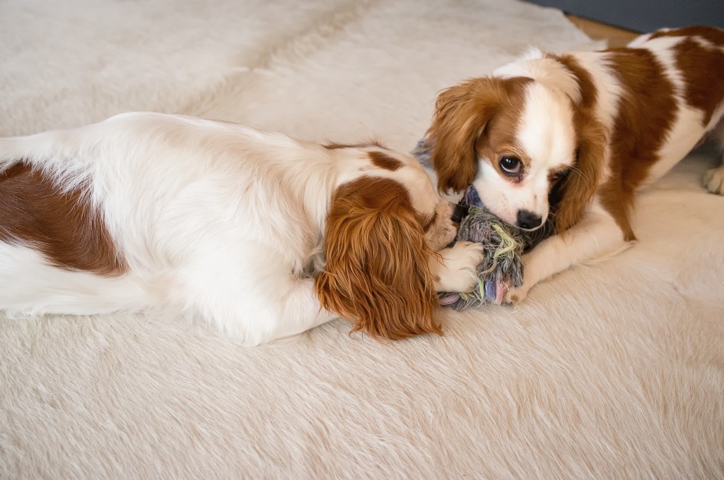 Dogs, much like their human parents, often love pasta and noodle dishes. When the days heat up but the evenings and nights remain a bit cooler, few foods can fill the belly like a plate of lasagna.