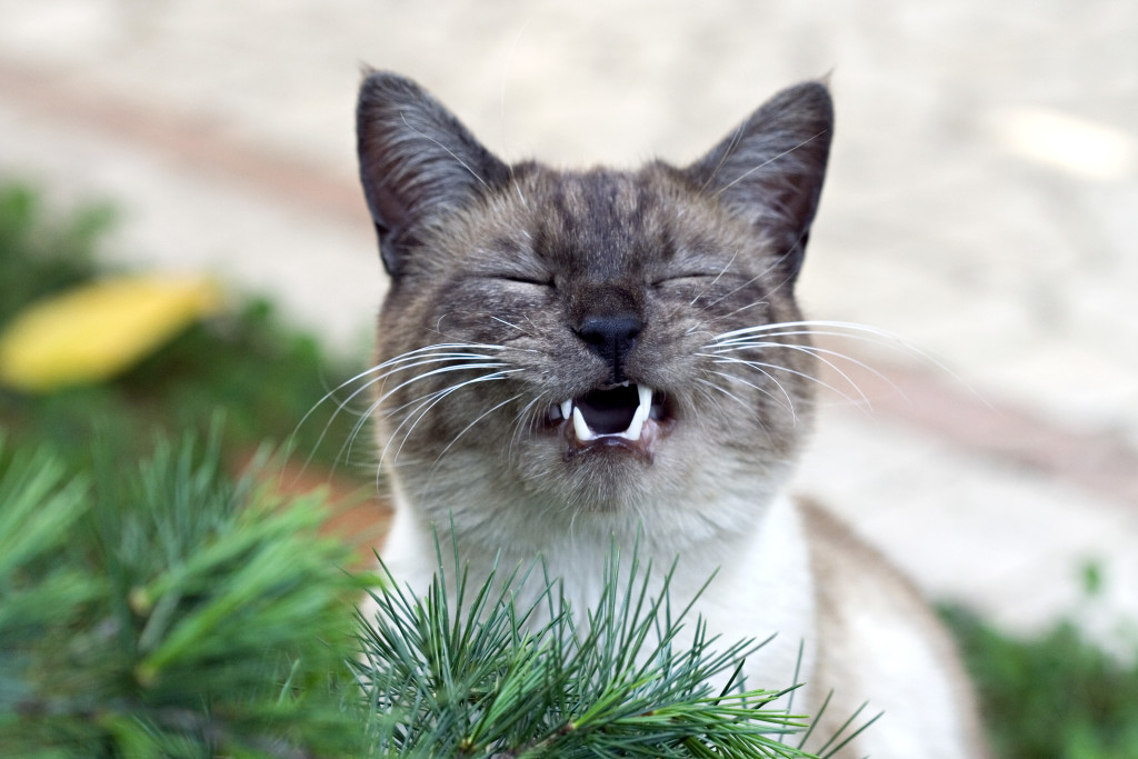 Salmon Pate Is Purrfect for Cats