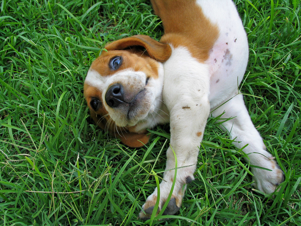 Dogs Like Salmon. Cats aren't the only four-legged members of the household who enjoy the taste of salmon. Many dogs also like salmon and other fish foods, especially when the recipe is flavored with some other enticing ingredients.