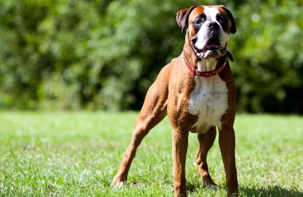 Life Expectancy of Boxer Breeds with Cancer