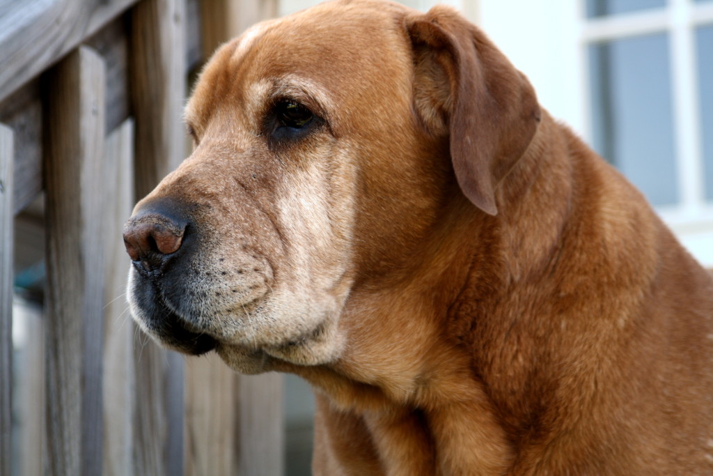 pet aging
