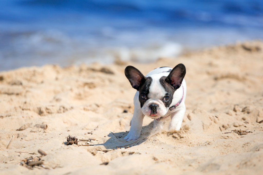 Dogs’ Born Blind Regain Vision