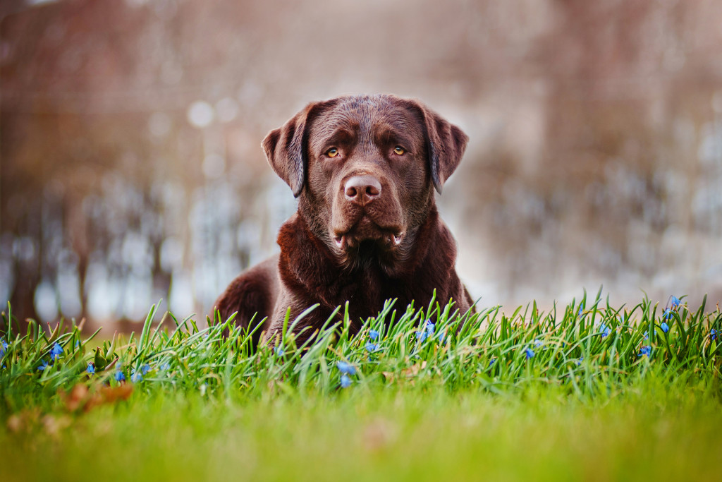 New Dog Bone Cancer Therapy Offers Hope for Humans