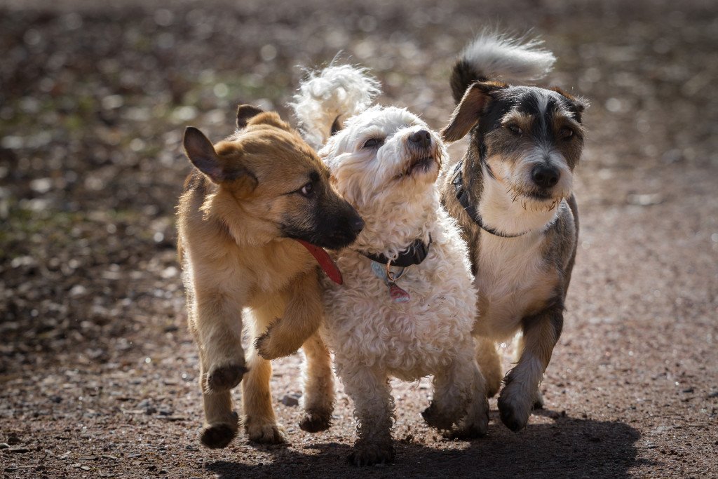 Dogs born blind from birth are now able to regain full vision, regardless of age. According to a recent publication in the Journal of Molecular Therapy, researchers at Michigan State University combined two therapies which reversed an inherited form of total color blindness in dogs, called Achromatopsia.