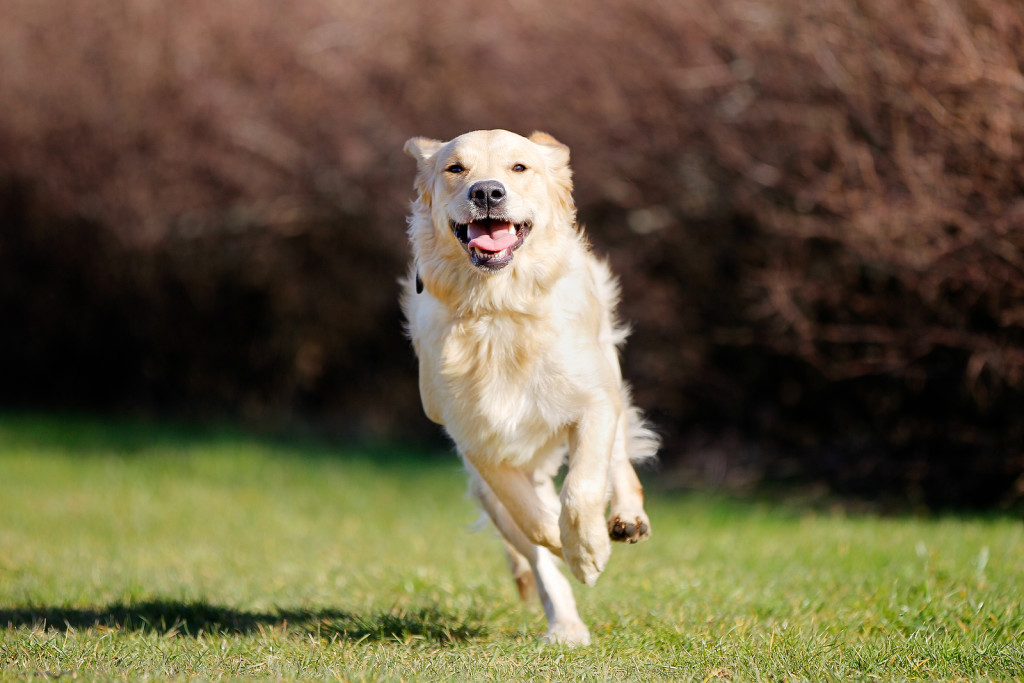 Save a Life: Learn How to Detect Your Dogs Vital Signs